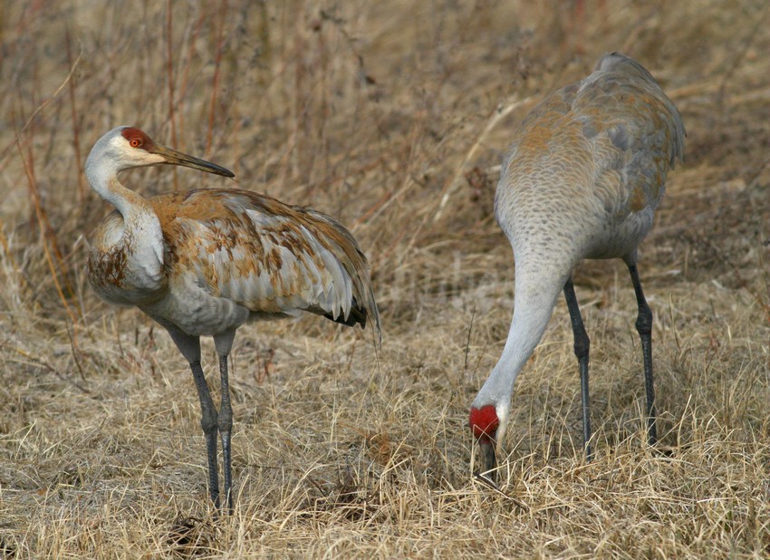 The pair, preening and painting themselves with mud to change their colors