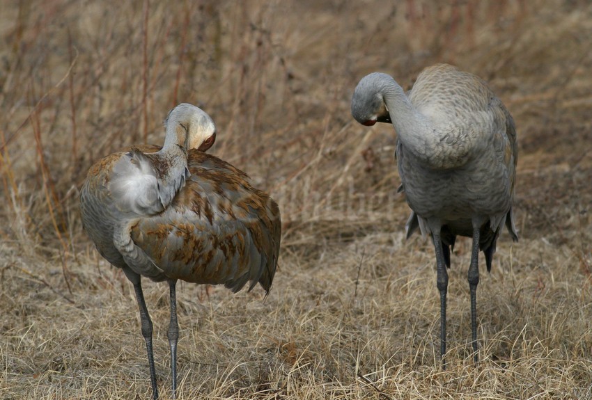 Painting and preening away...