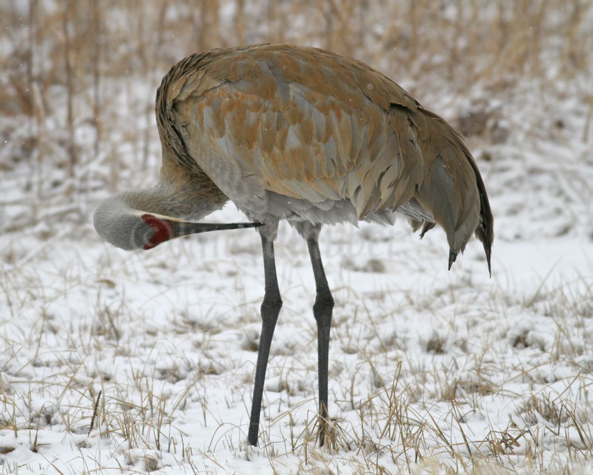 Preening