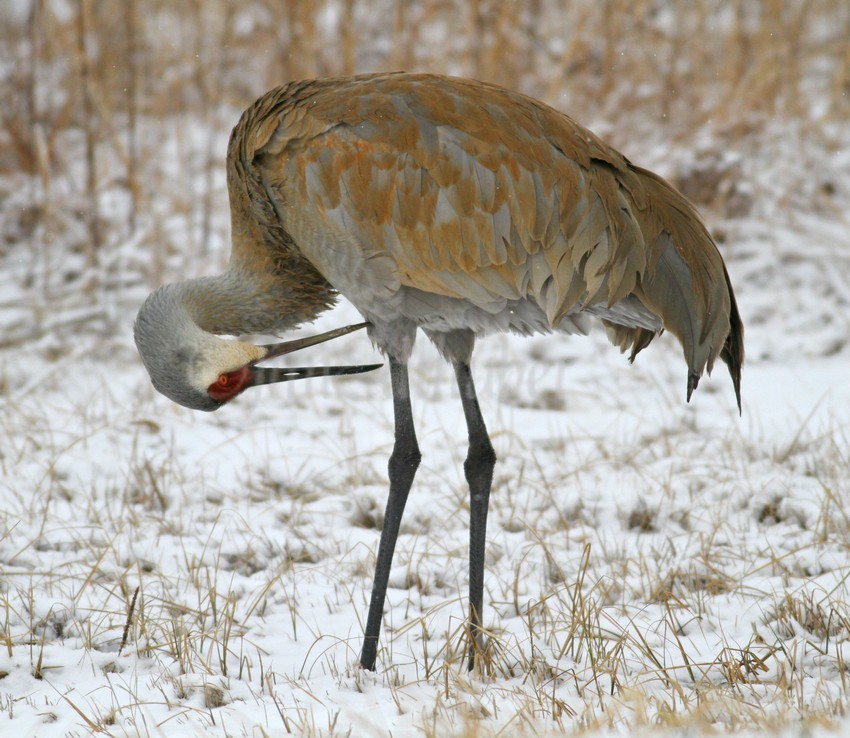 Preening