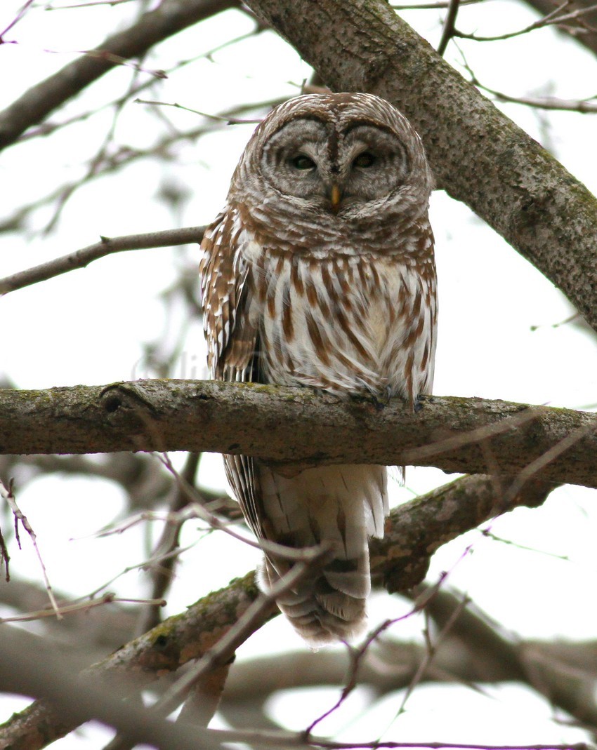 Barred Owls in Wisconsin on February 23, 2017 Window to Wildlife Photography by Jim Edlhuber