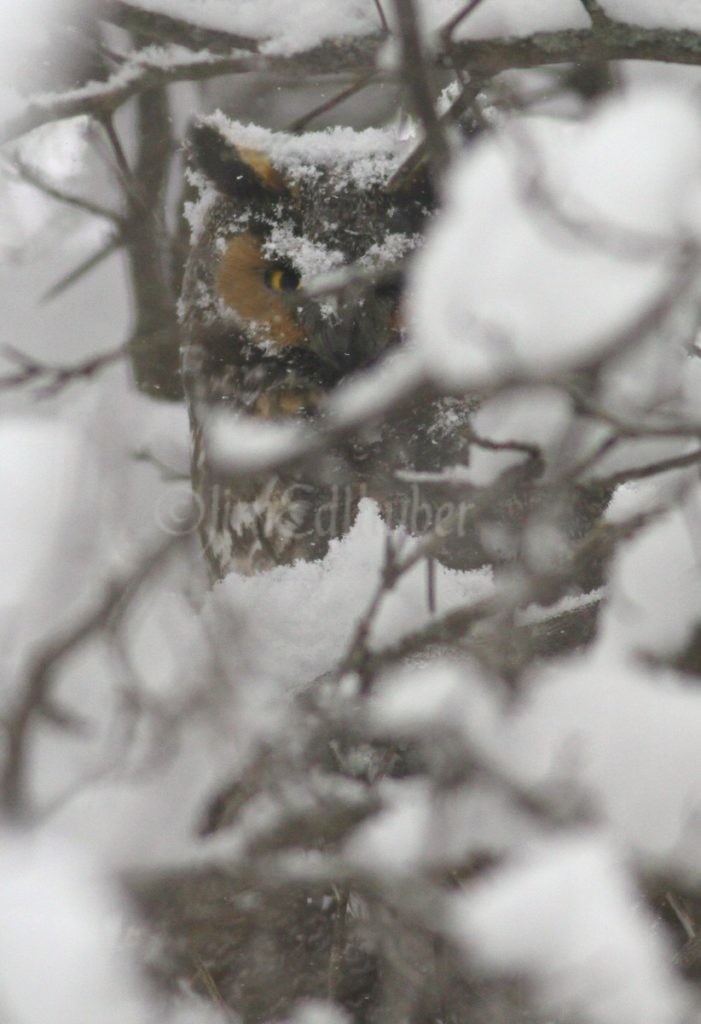 The Long-eared Owl is hidden pretty well....