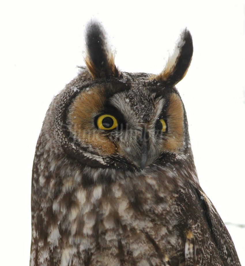 Long-eard Owl with snow...