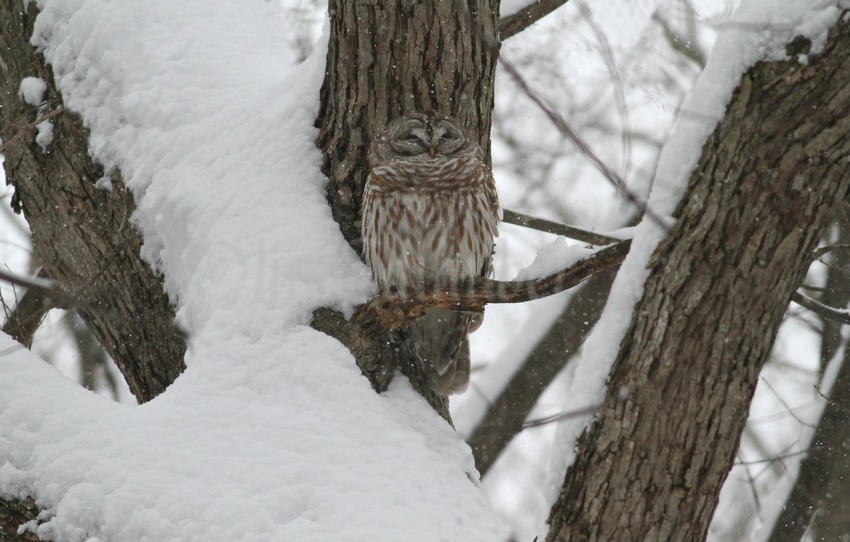 The Barred Owl blends right in, how exciting!