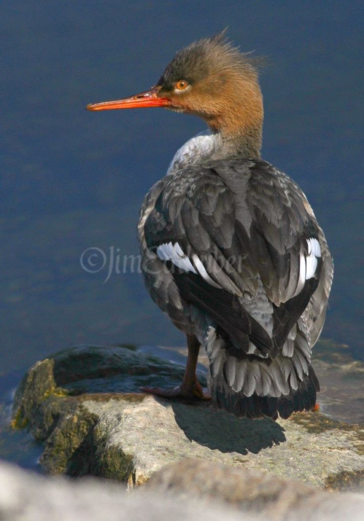 Red-breasted Merganser, female just after preening on the shore