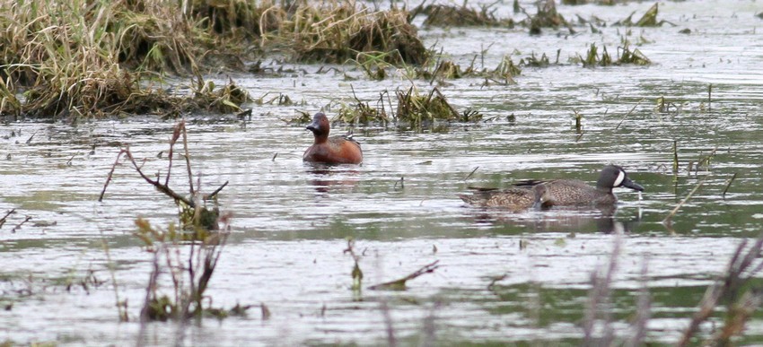 Cinnamon Teal, male