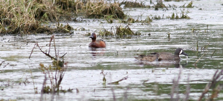 Cinnamon Teal, male 