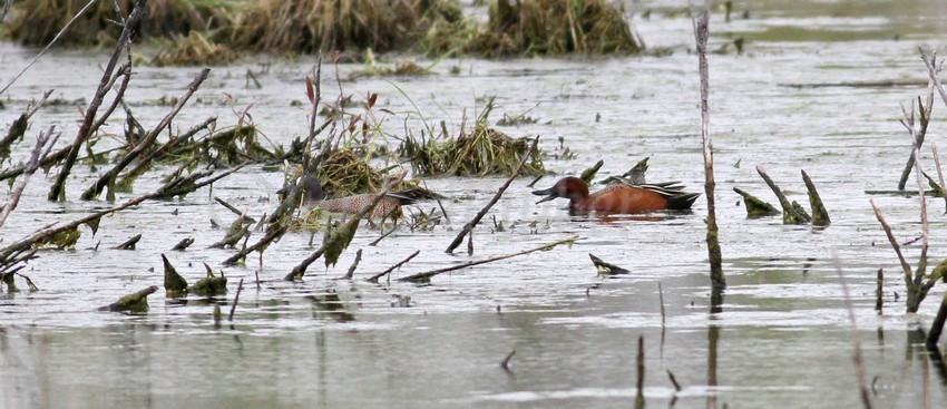 Cinnamon Teal, male following Blue-winged 