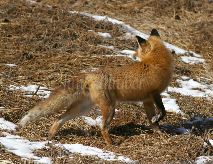 Look at that beautiful coat!