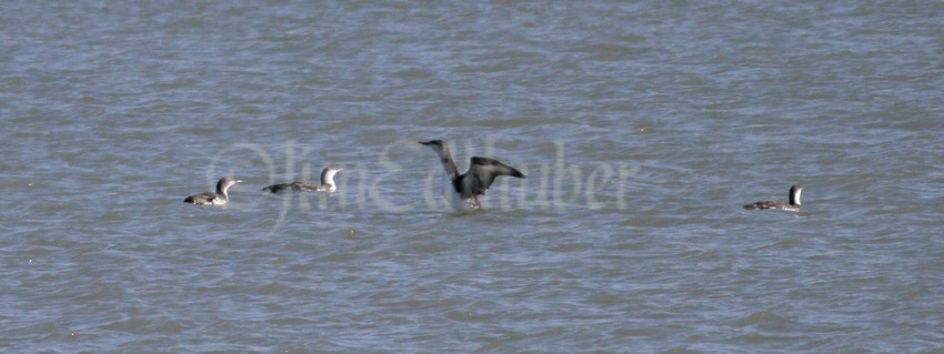 3- Red-throated Loons, non breeding plumage