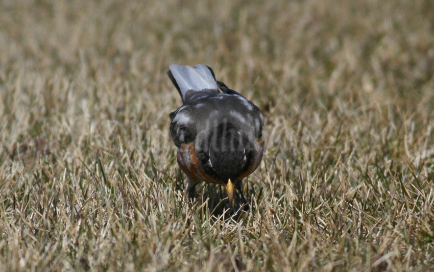 Listening for movement a possible worm