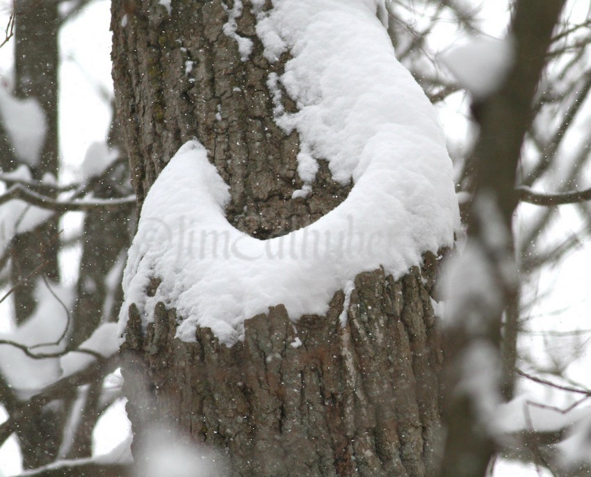 Barred nest hole...