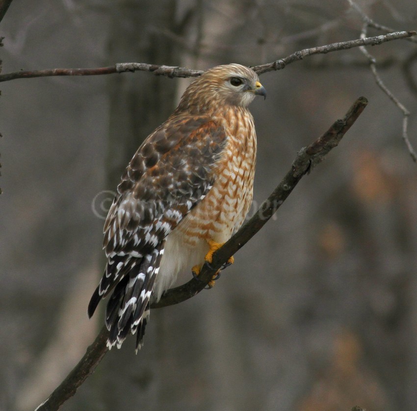 Red-shouldered Hawk