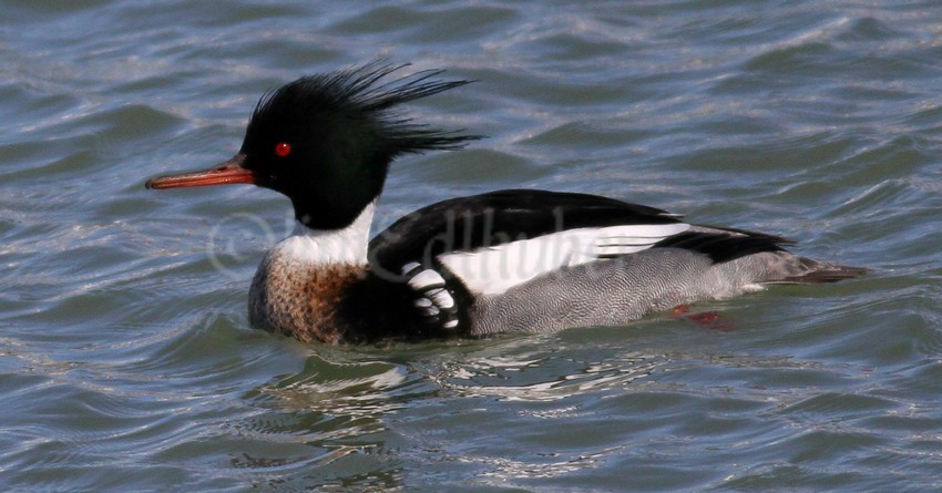 Red-breasted Merganser, male just cruising on by