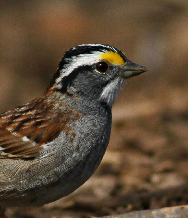 Wisconsin birding, the year in review 2017. Includes vagrants, special