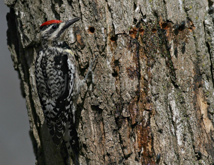 Look at all that sap and holes in the tree, the sap is just oozing out...