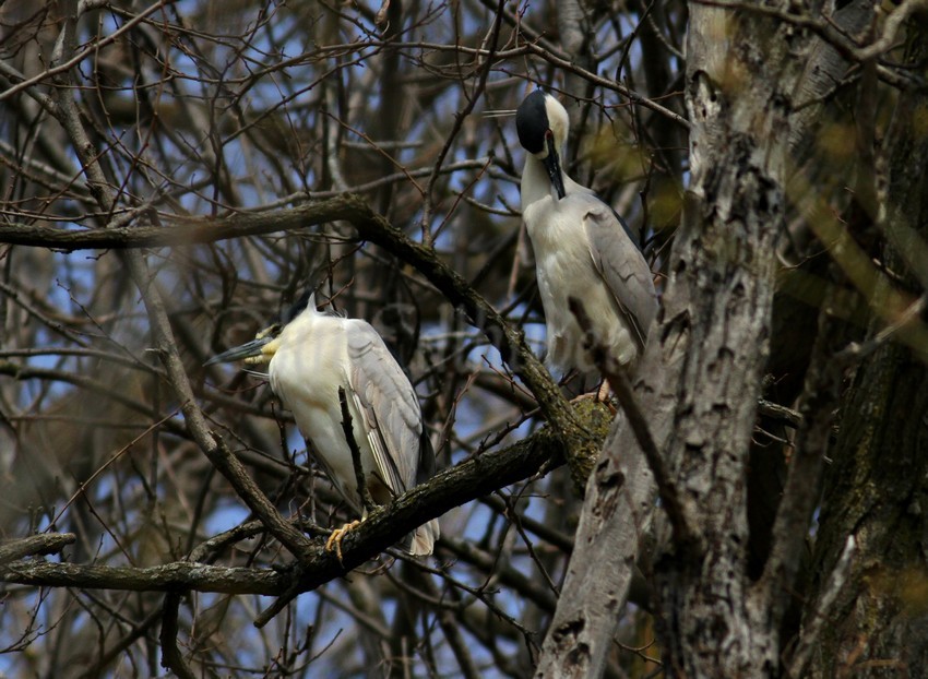 One doing a little preening