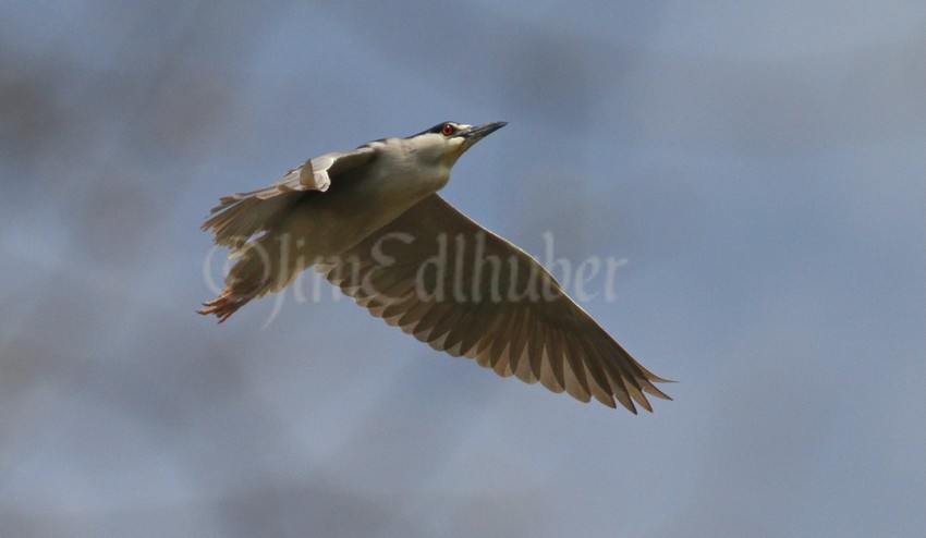 In flight