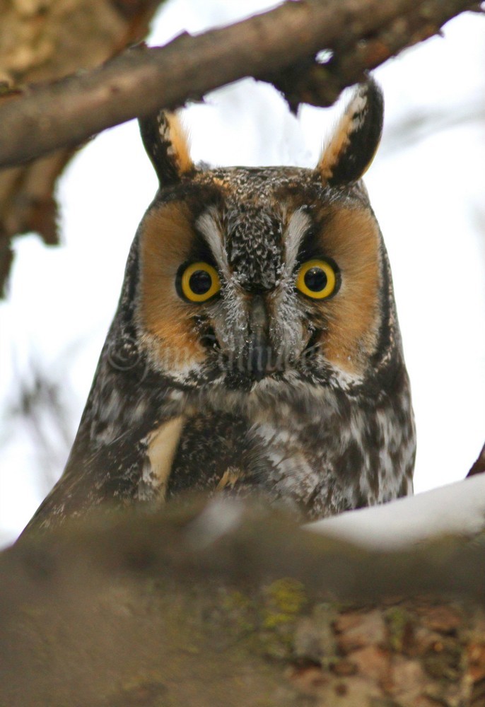 Long-eared Owls in Milwaukee County Wisconsin on January 8, 2018 ...