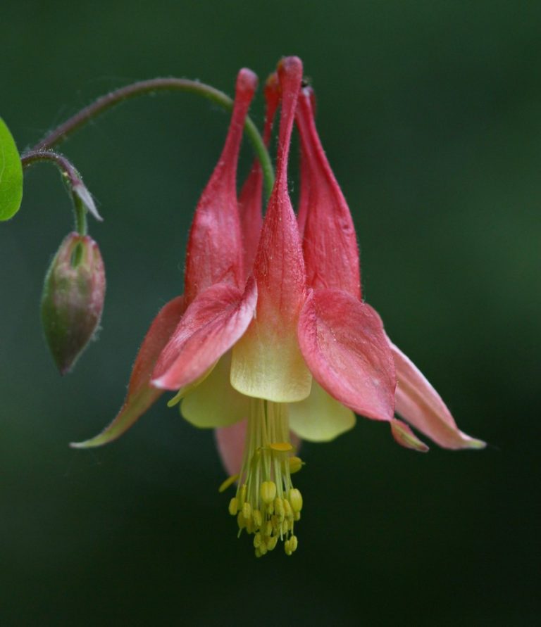 Wisconsin Native Wildflowers in Milwaukee and Waukesha Counties on May