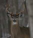White-tailed Deer, 1 of 7 in this herd...