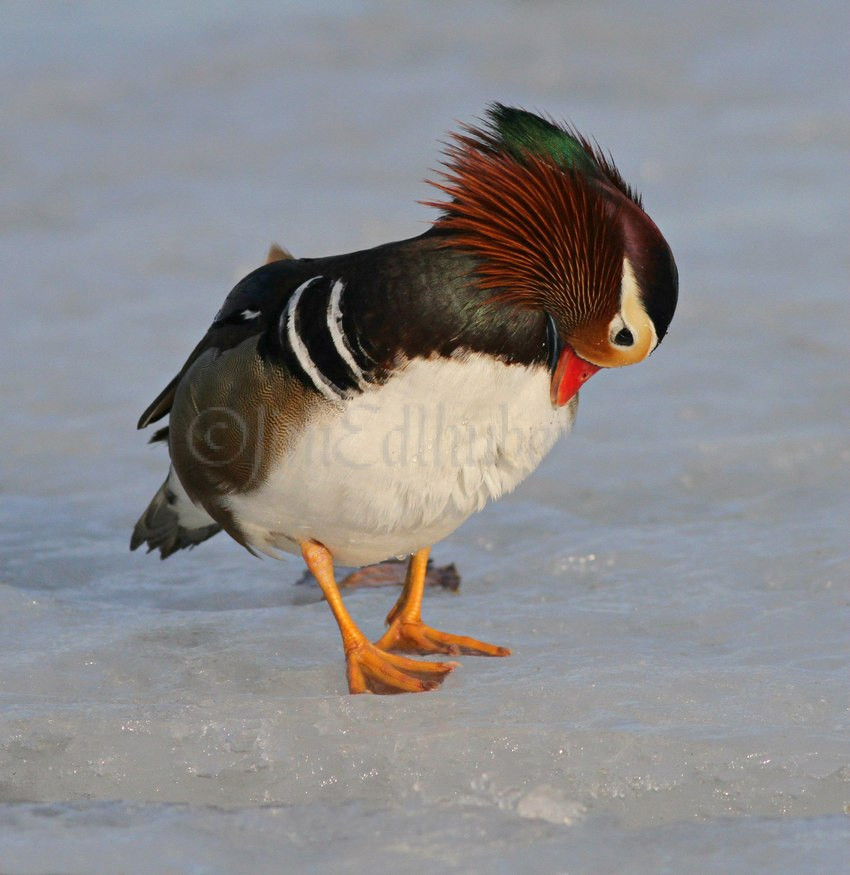 south shore yacht club duck