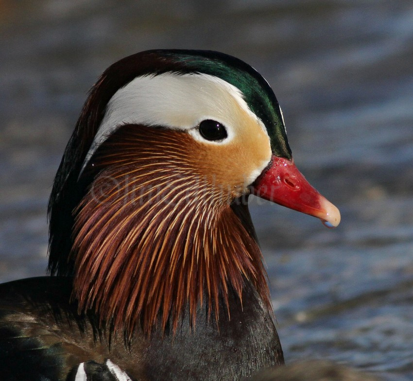 south shore yacht club duck