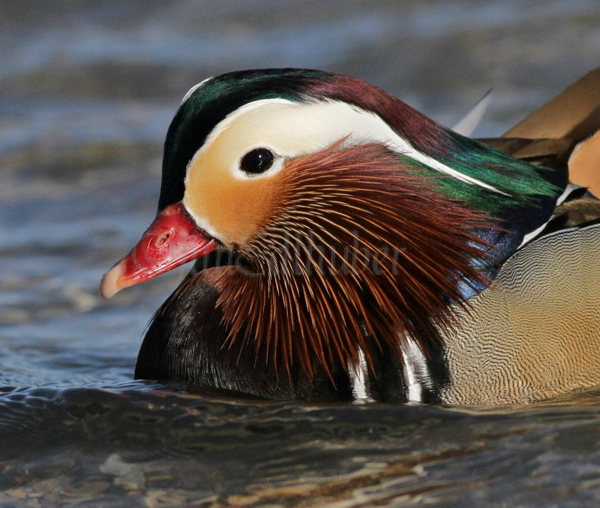 south shore yacht club duck