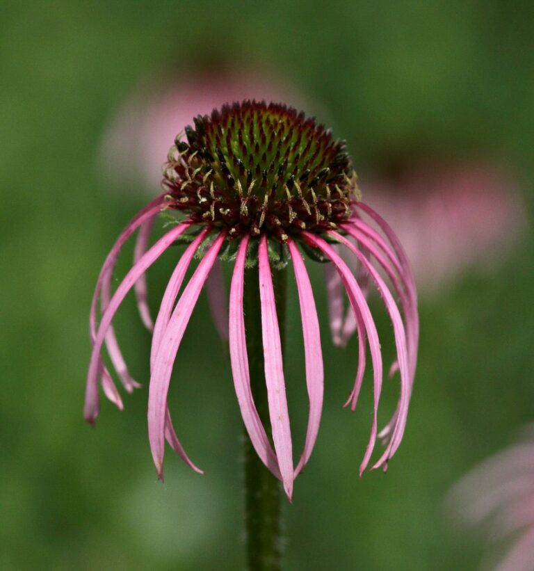 Blooming Native Wildflowers in Wisconsin Summer 2023 Window to