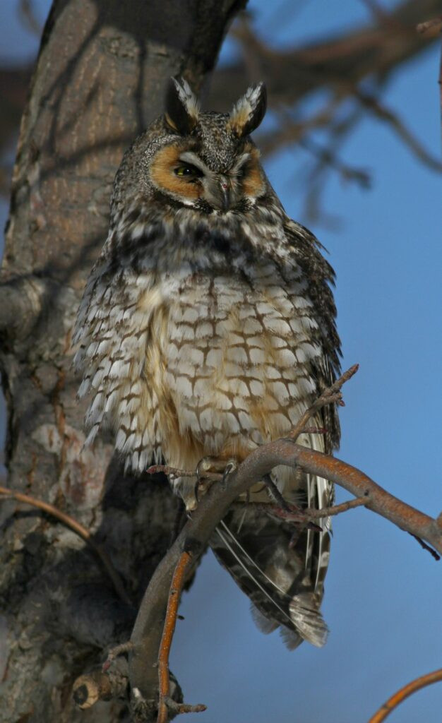 Long-eared Owl in Milwaukee County Wisconsin on January 20, 2024 ...