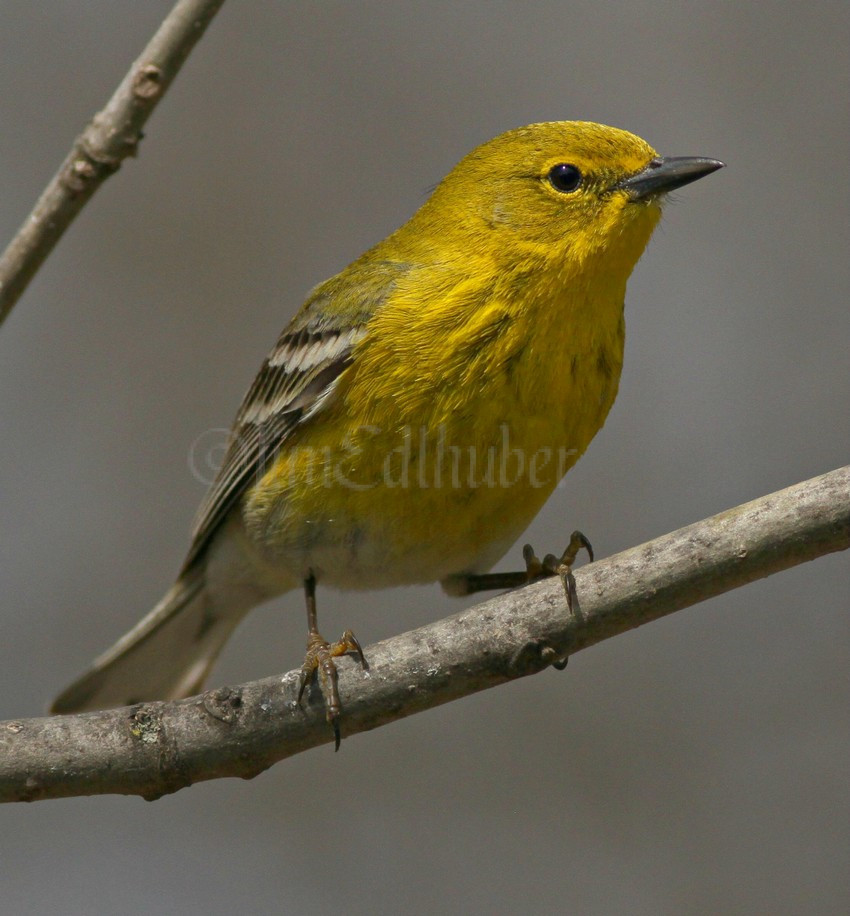 Pine Warbler at Lake Park in Milwaukee County Wisconsin on April 10 ...