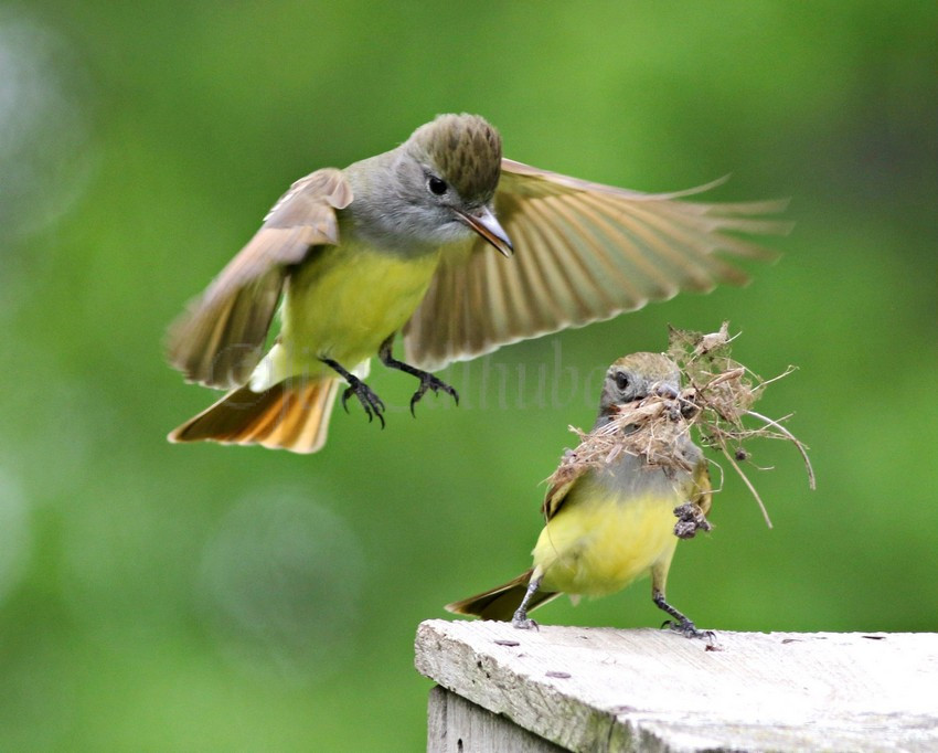 Great Crested Flycatchers building a nest in the yard in Waukesha